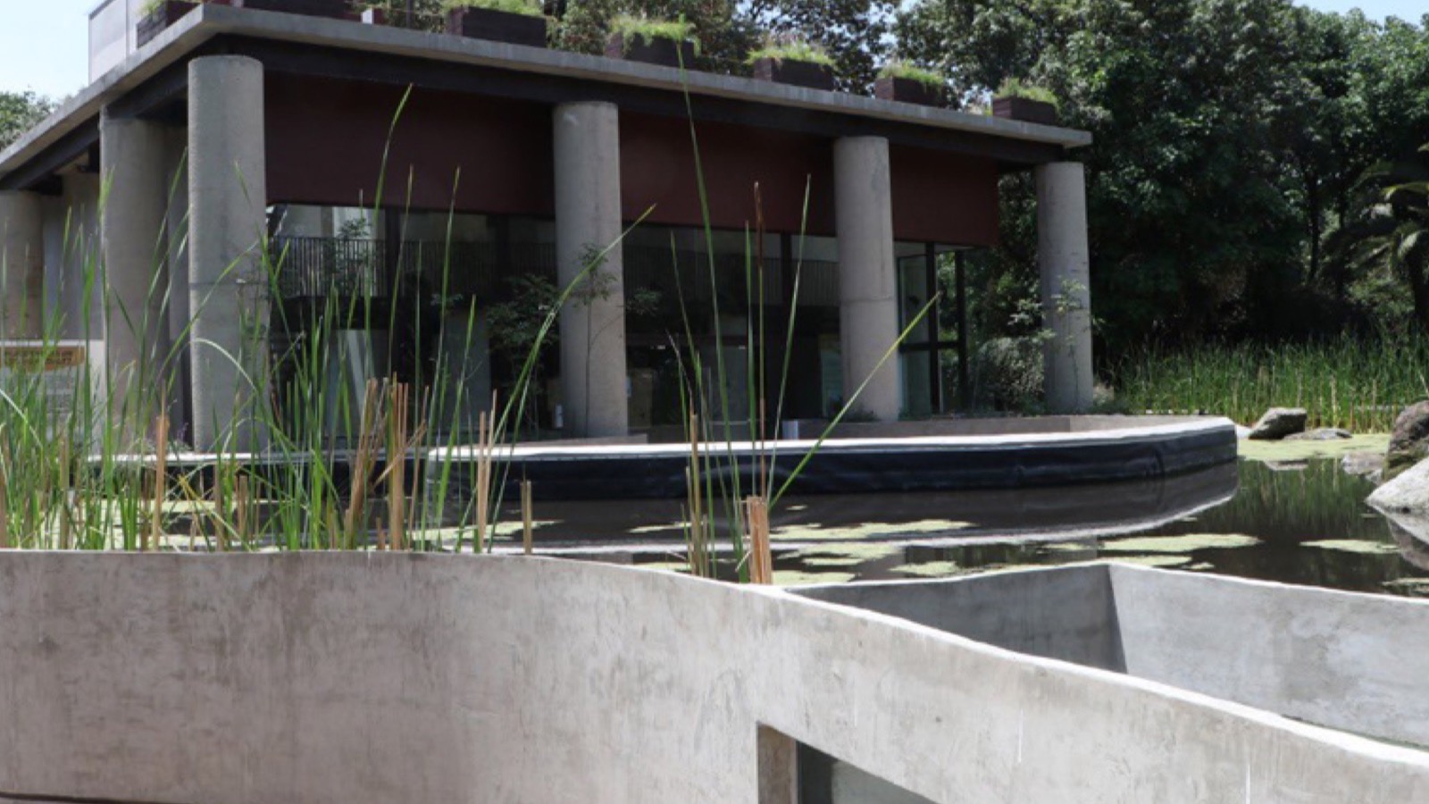 Anfibium: Museo del Axolote y Centro de Conservación de Anfibios