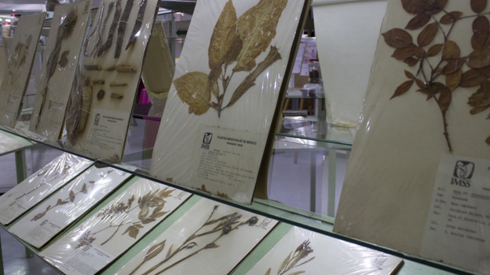 Herbario Medicinal del IMSS